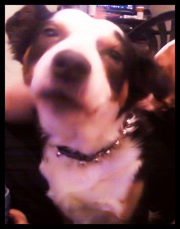 In Memory of Moo Moo Monster